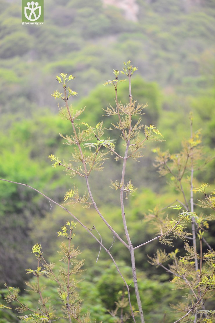 水曲柳(fraxinus mandschurica) (1).jpg 相邻时间拍摄的照片      张