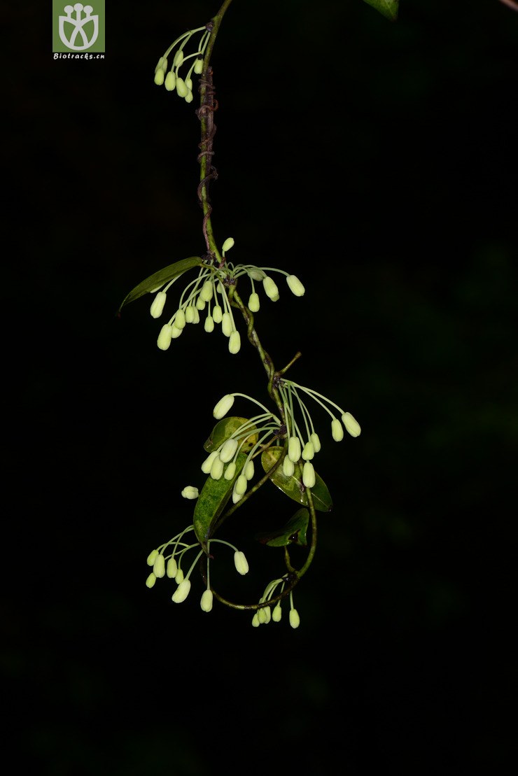 鹰爪枫(holboellia coriacea) (23).jpg 相邻时间拍摄的照片      张