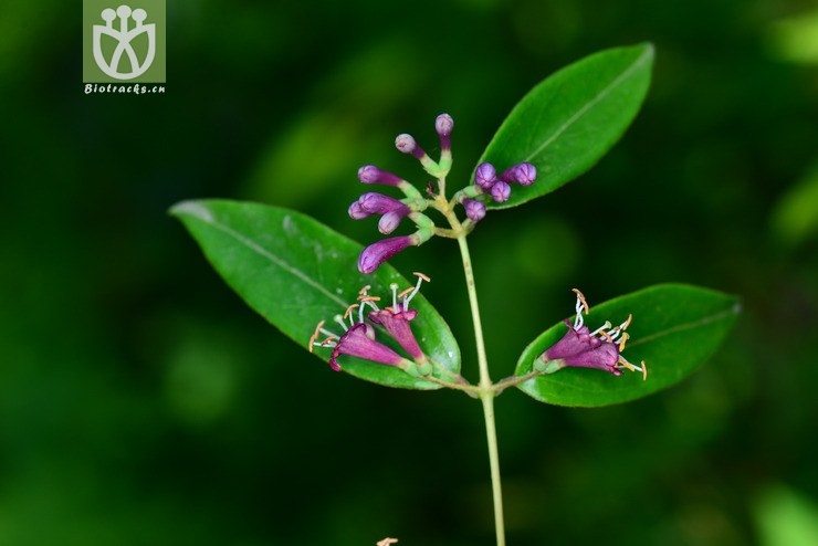 淡红忍冬(lonicera acuminata(1.jpg 相邻时间拍摄的照片 张