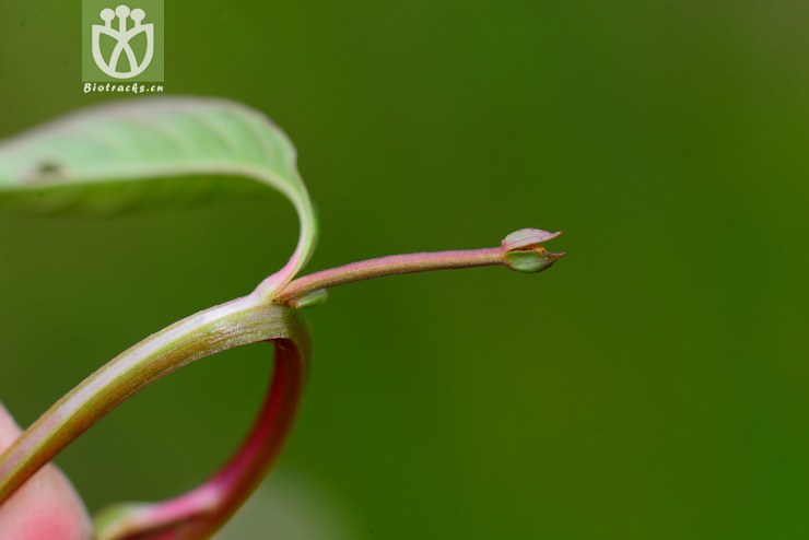 假柳叶菜(ludwigia epilobioides) (6).