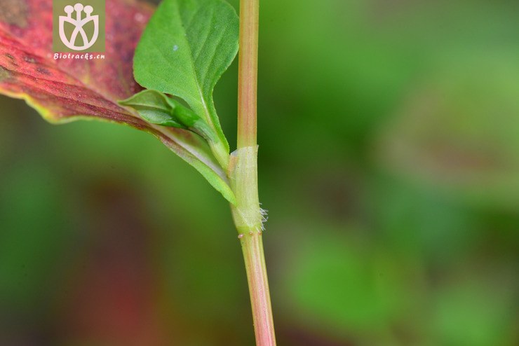 尼泊尔蓼(polygonum nepalense) (5).jpg