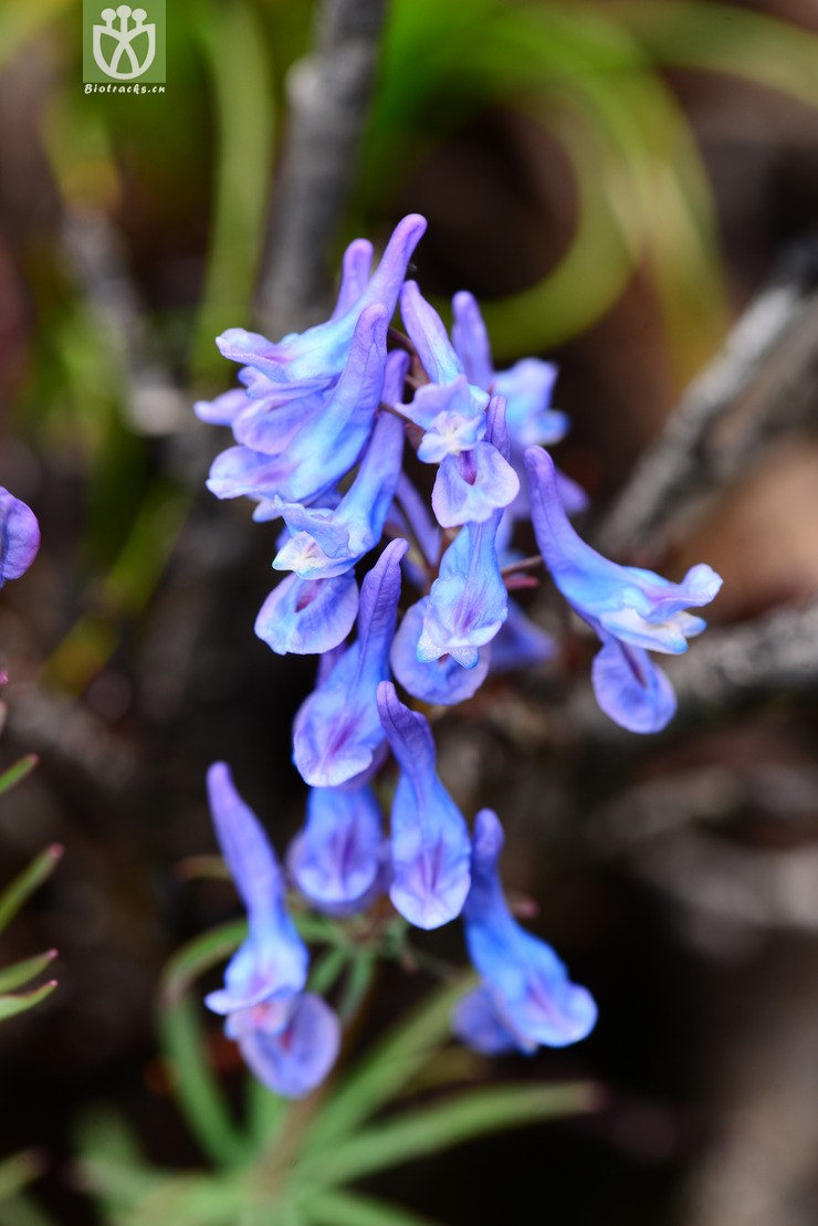 陕西紫堇(corydalis shensiana) (5).jpg 相邻时间拍摄的照片      张