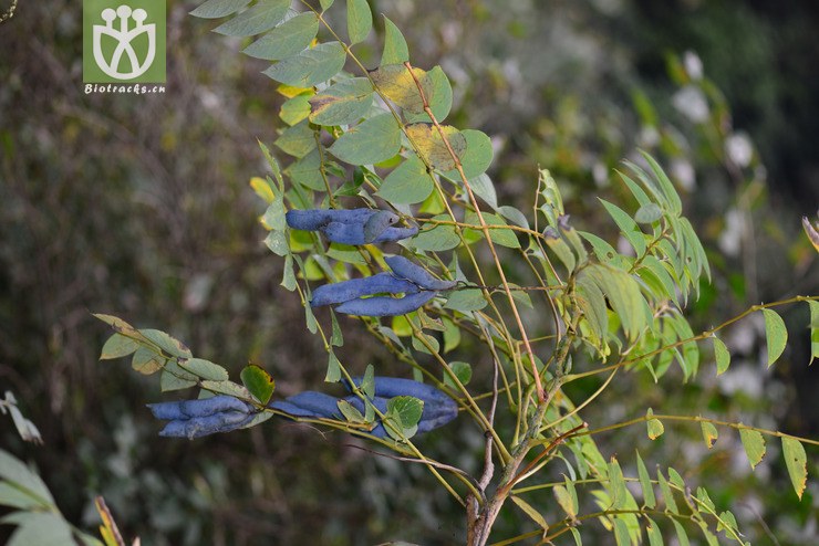 猫儿屎(decaisnea insignis) (17).jpg 相邻时间拍摄的照片      张