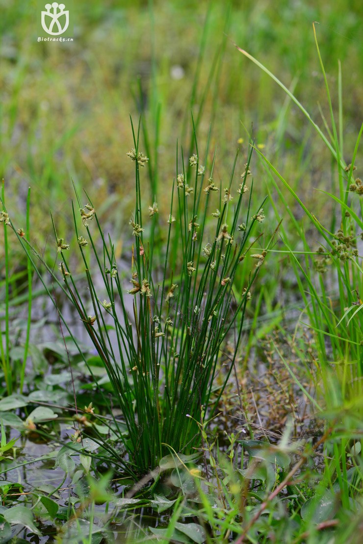 图片信息-kingdonia-植物云数据