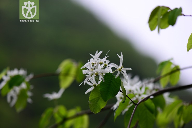 东亚唐棣(amelanchier asiatica) (6).jpg