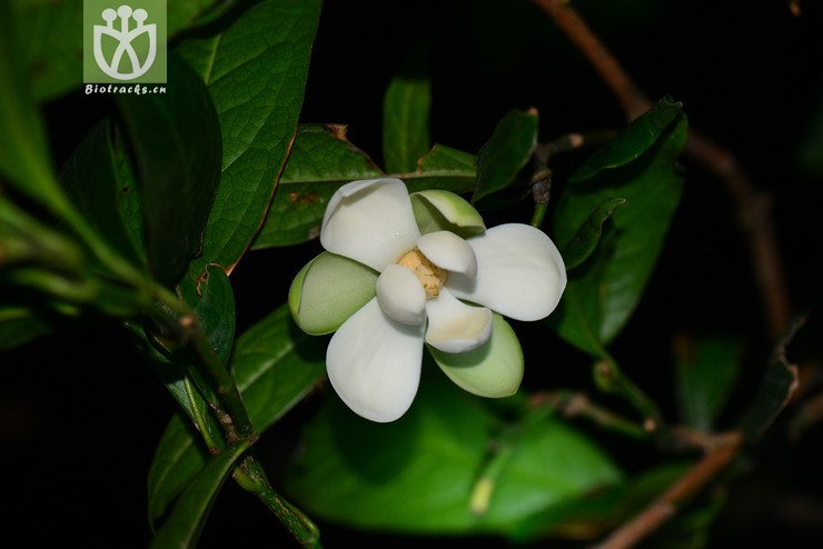 夜香木蘭(lirianthe coco) (0).jpg 相鄰時間拍攝的照片 張