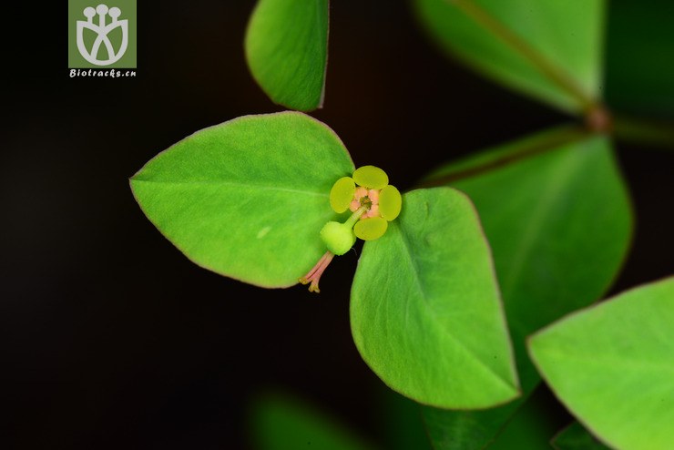 图片信息-kingdonia-植物云数据