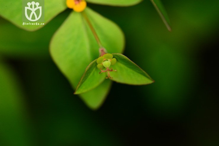 甘青大戟(euphorbia micractina) (4).
