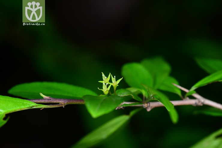 甘青鼠李(rhamnus tangutica) (1).jpg 相邻时间拍摄的照片      张