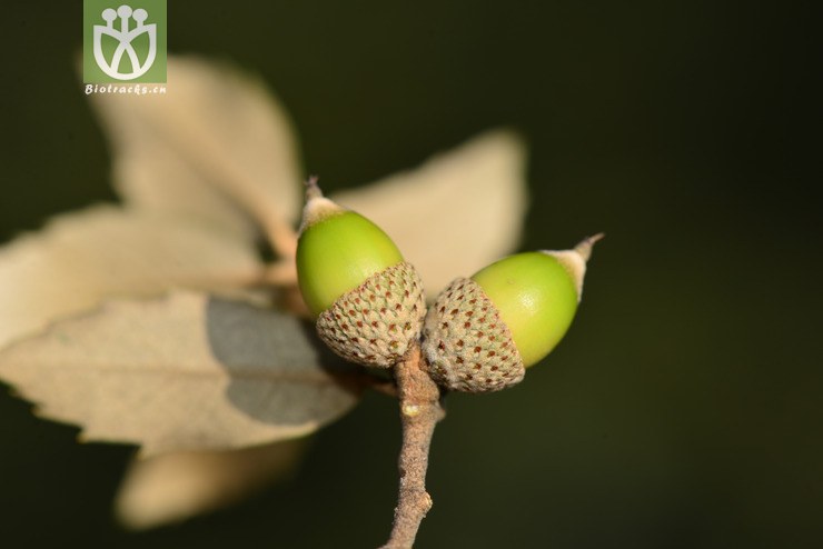岩栎(quercus acrodonta) (2).jpg 相邻时间拍摄的照片      张