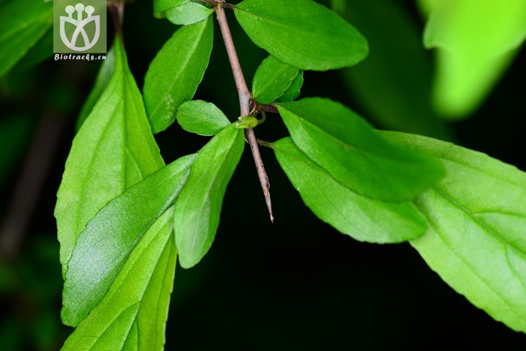 100% 甘青鼠李(rhamnus tangutica) (3).