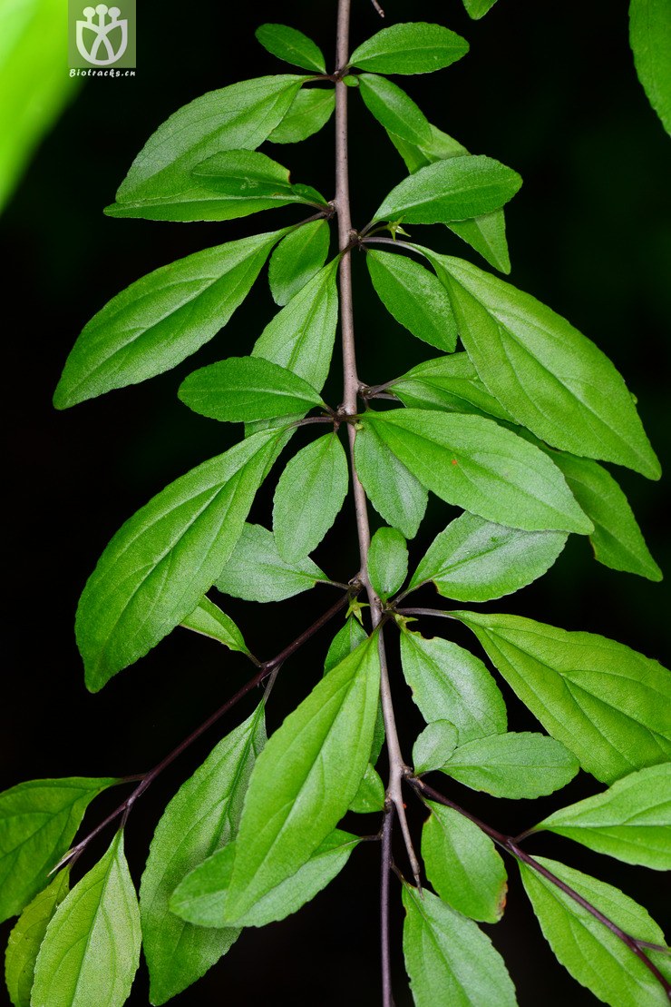 图片信息-kingdonia-植物云数据