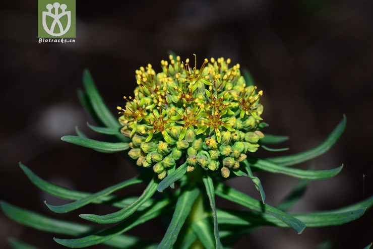狭叶红景天(rhodiola kirilowii) (7).jpg