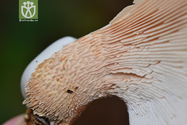 真菌门(eumycota) (98).jpg