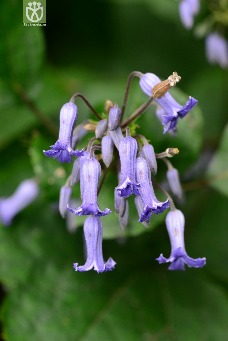 大叶铁线莲(clematis heracleifolia) (12).
