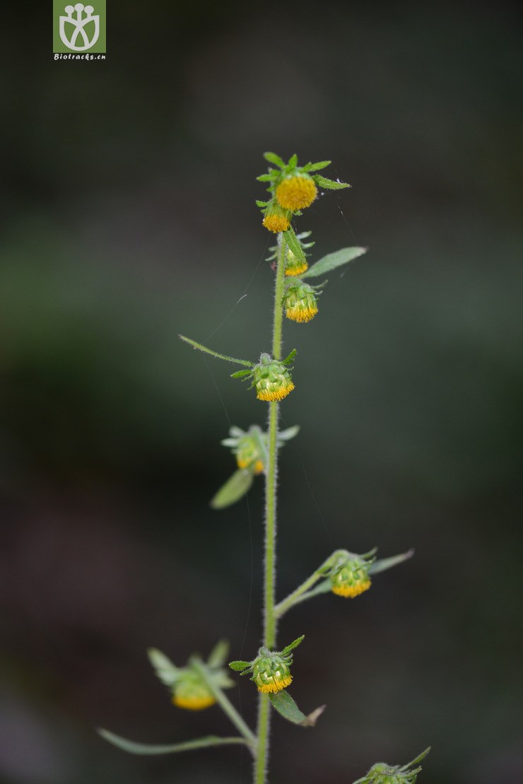 暗花金挖耳(carpesium triste) (1).jpg