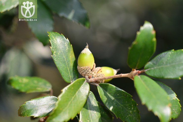 图片信息-kingdonia-植物云数据