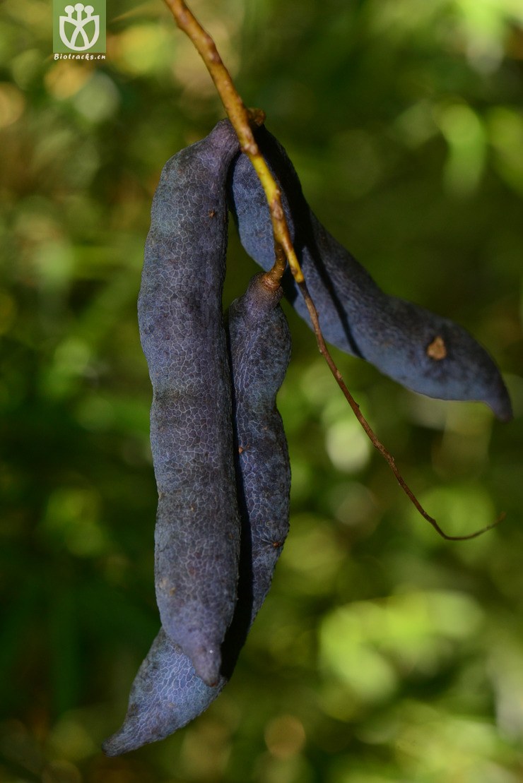 猫儿屎(decaisnea insignis) (6).jpg 相邻时间拍摄的照片     张