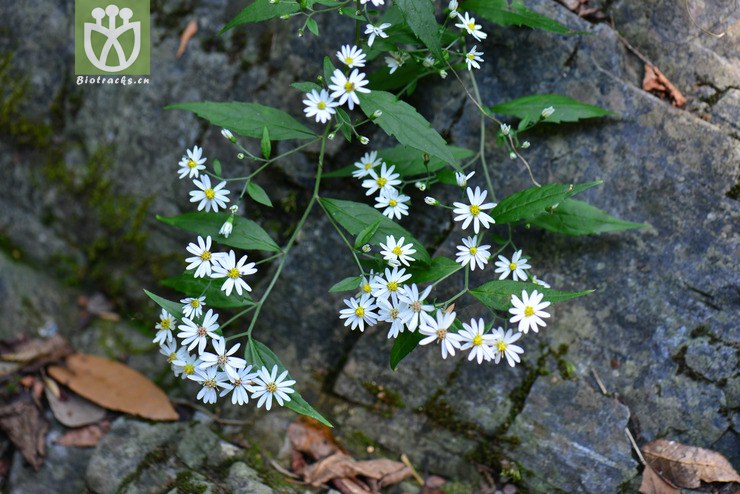 100% 三脈紫菀(aster trinervius subsp. ageratoides) (13).