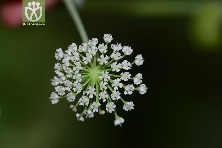 图片信息-kingdonia-植物云数据