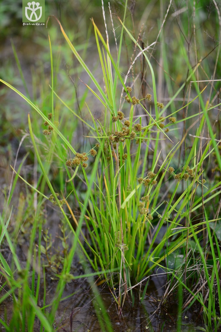 图片信息-kingdonia-植物云数据