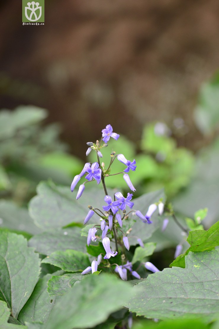 图片信息-kingdonia-植物云数据