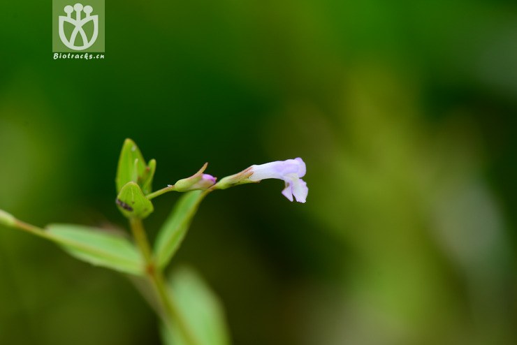陌上菜(lindernia procumbens) (7).jpg 相邻时间拍摄的照片    31张