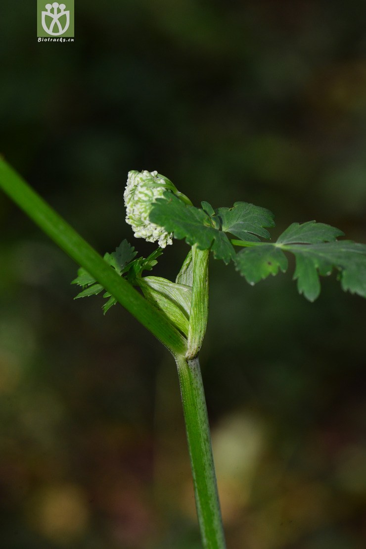 尖叶藁本(ligusticum acuminatum) (32).