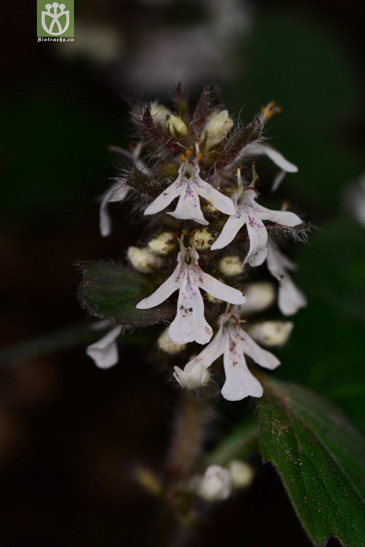 紫背金盘(ajuga nipponensis) (9).jpg 相邻时间拍摄的照片      张