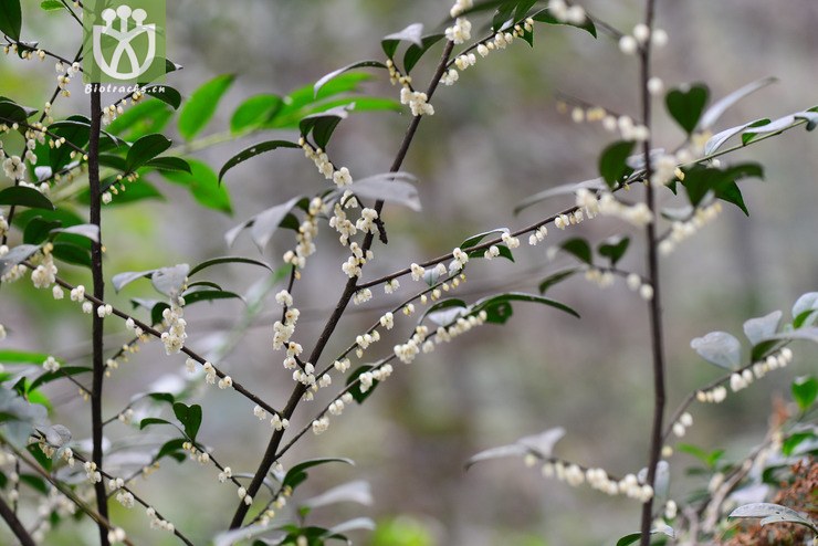 细枝柃(eurya loquaiana) (34).jpg 相邻时间拍摄的照片      张