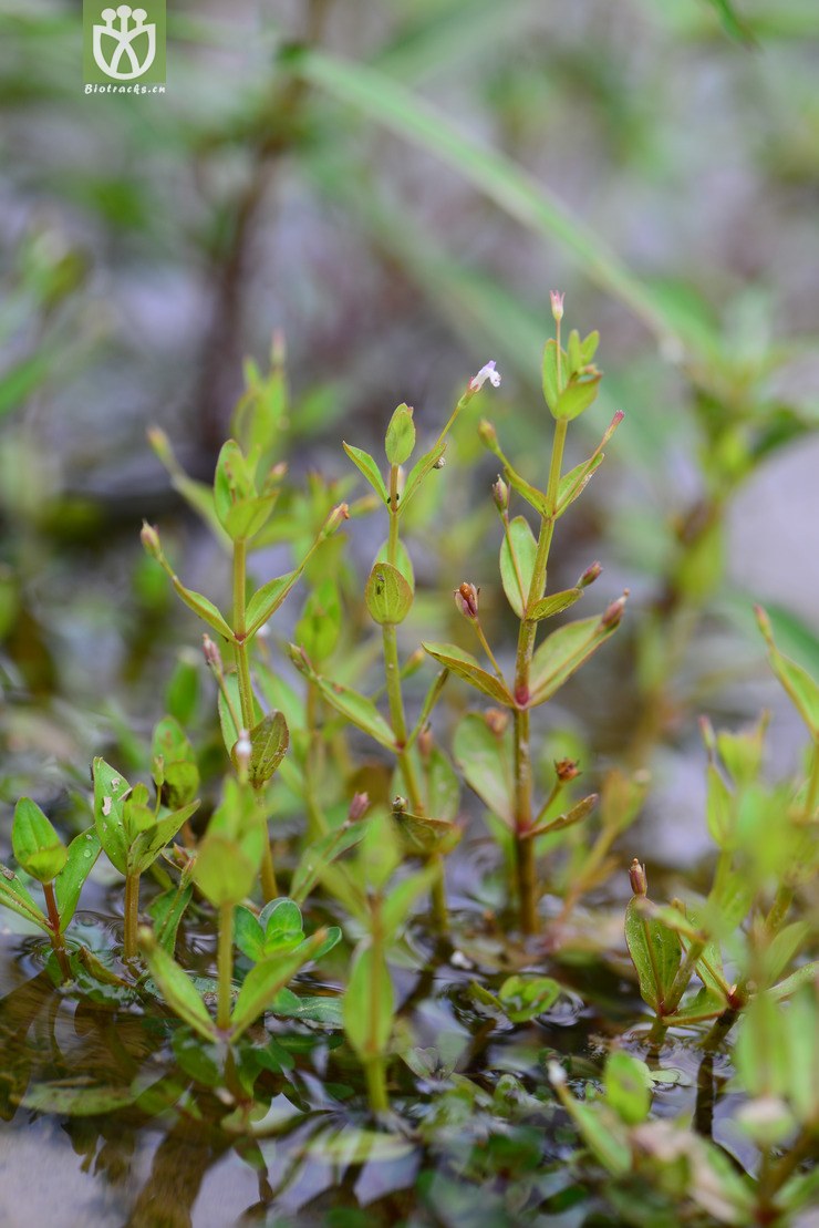 陌上菜(lindernia procumbens) (1).jpg 相邻时间拍摄的照片    31张