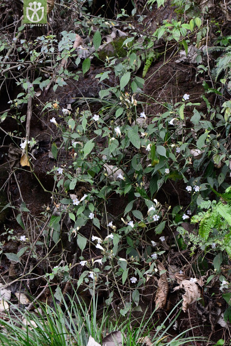球花马蓝(strobilanthes dimorphotricha) (26).