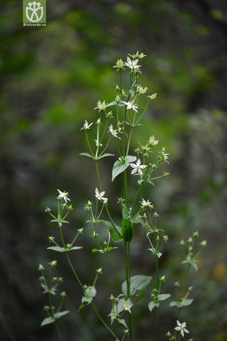 獐牙菜(swertia bimaculata) (18).jpg