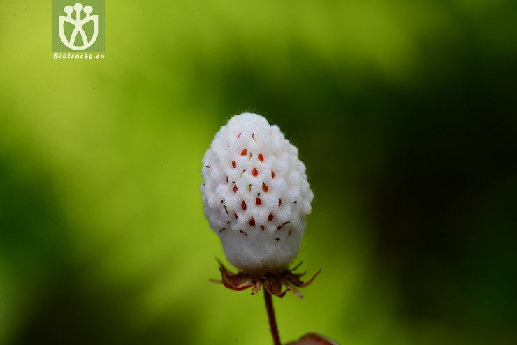 五叶草莓(fragaria pentaphylla) (1).jpg