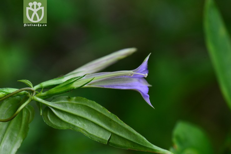 双蝴蝶(tripterospermum chinense) (10).