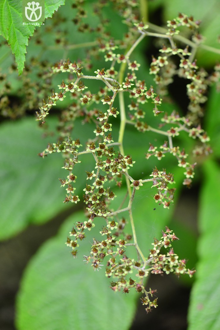 图片信息-kingdonia-植物云数据