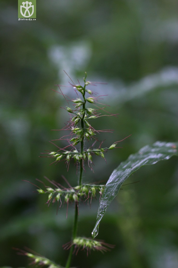 求米草(oplismenus undulatifolius) (2).