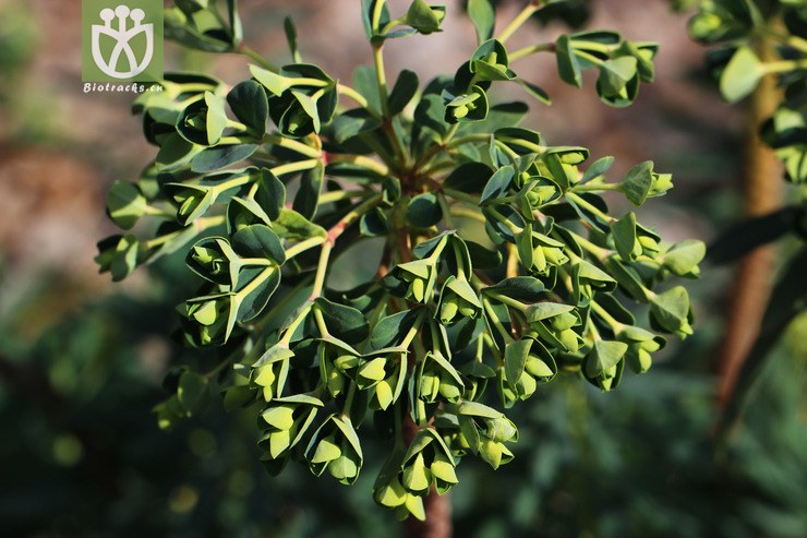 常绿大戟 (1).jpg 相邻时间拍摄的照片      张