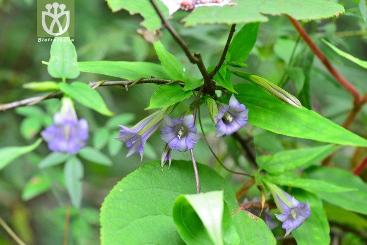 双蝴蝶(tripterospermum chinense) (3).