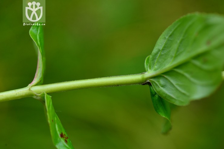 毛脉柳叶菜(epilobium amurense) (9).