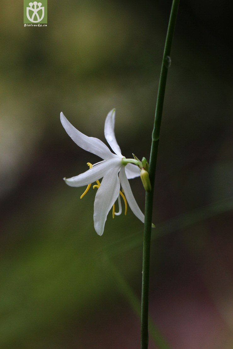 鹭鸶草(diuranthera major) (2).jpg 相邻时间拍摄的照片      张