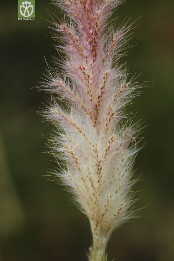 蔗茅(saccharum rufipilum) (4).jpg 相邻时间拍摄的照片      张