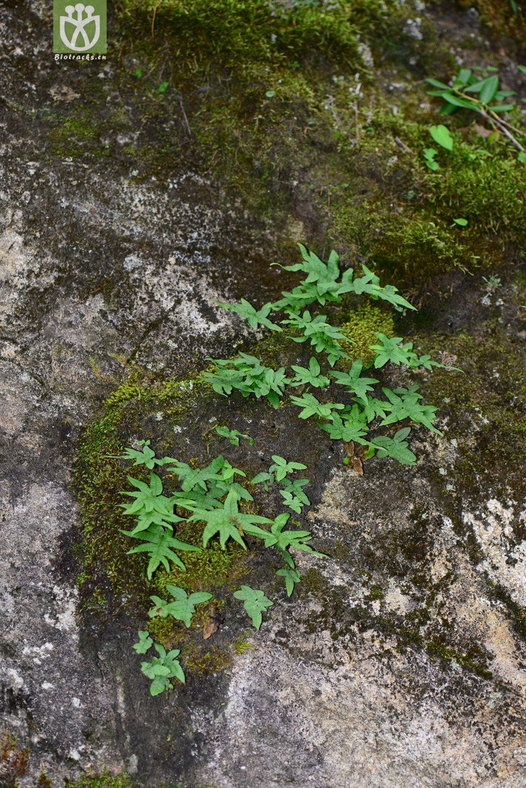 图片信息-kingdonia-植物云数据