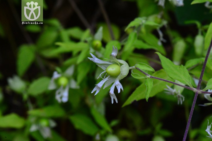 狗筋蔓(silene baccifera) (12).jpg 相邻时间拍摄的照片      张