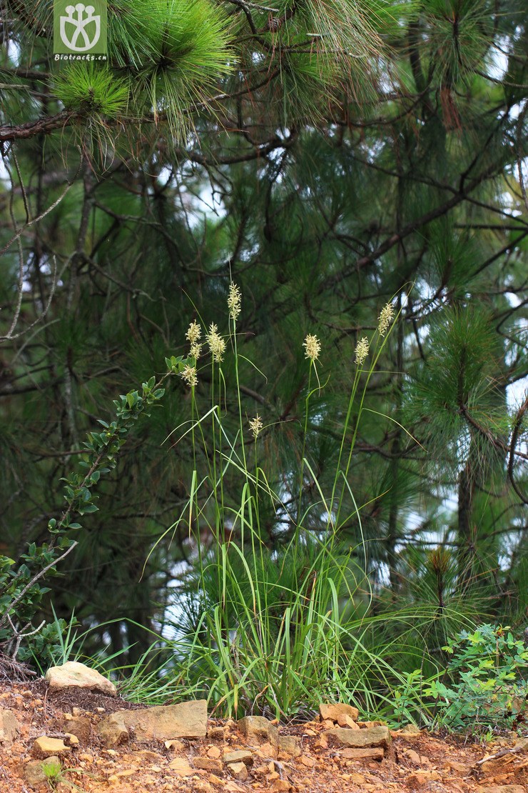 浆果薹草(carex baccans) (7).jpg