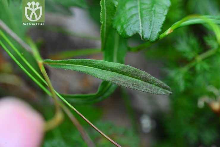 100% 细叶珠芽蓼(polygonum viviparum var. tenuifolium) (2).
