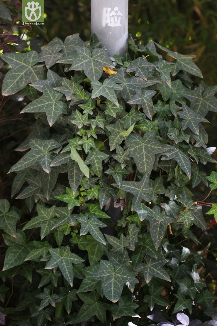 洋常春藤(hedera helix) (0).jpg 相鄰時間拍攝的照片 張