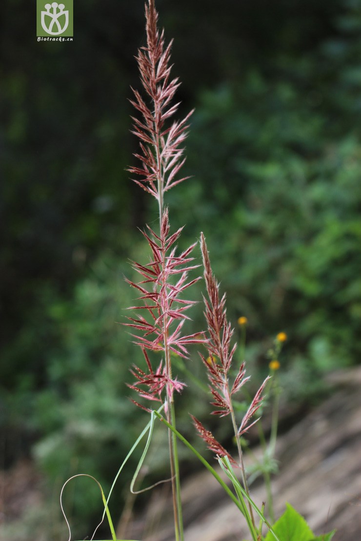 蔗茅(saccharum rufipilum) (0)jpg 相邻时间拍摄的照片      张