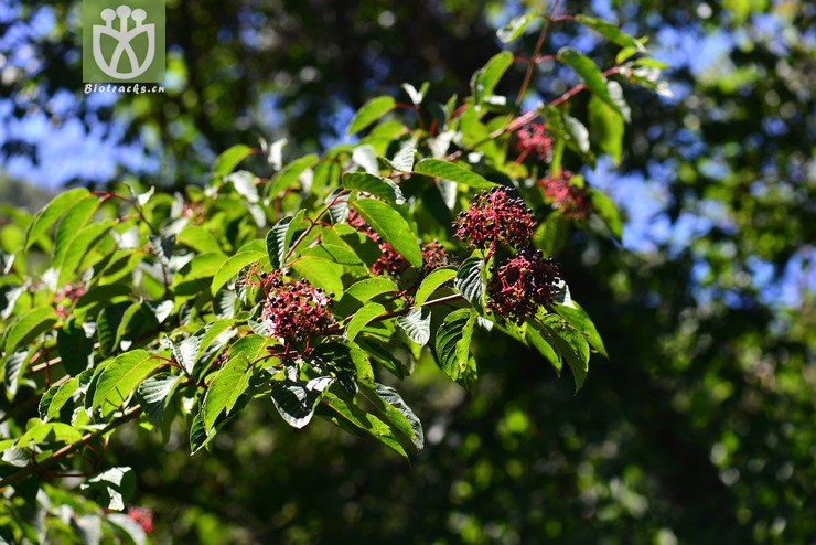 梾木(cornus macrophylla(3.jpg 相邻时间拍摄的照片 张