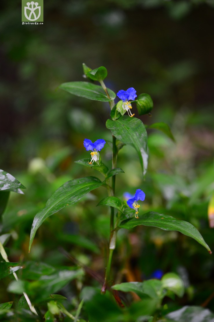 45% 鸭跖草(commelina communis) (2).